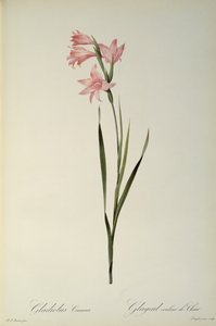 肉色唐菖蒲，从`莱斯liliacees，1804 作者 皮埃尔·约瑟夫·雷杜特